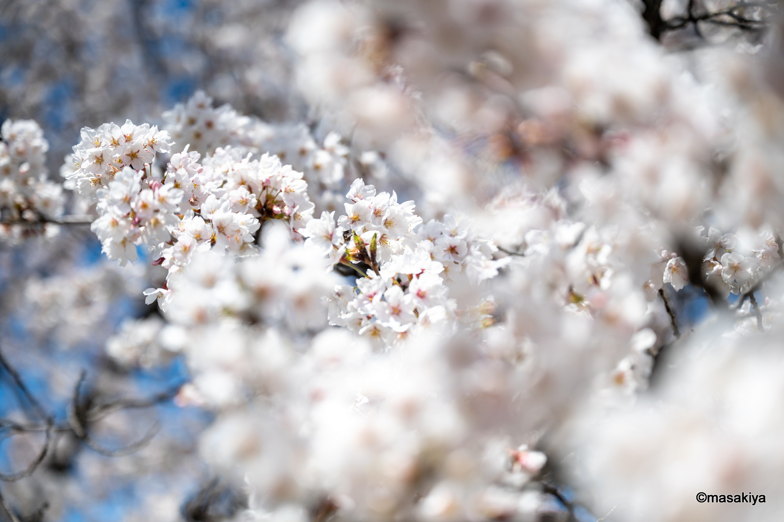 ダイソンの画像