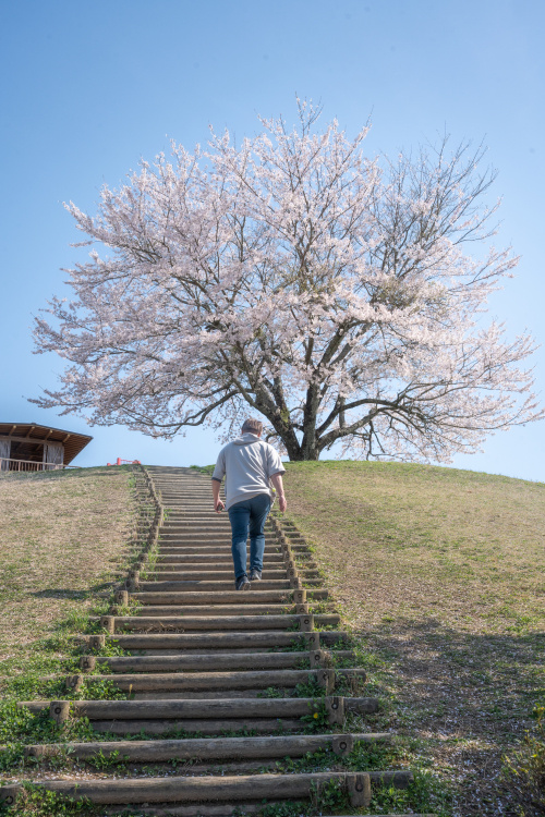 桜と動物たちの春模様 〜宇陀アニマルパークで過ごす、心なごむ一日〜の画像