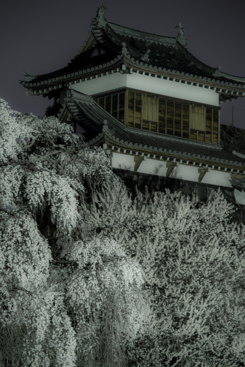 桜に染まる城下町の春景色 〜郡山城跡で出会う、しだれ桜の優雅なひととき〜の画像