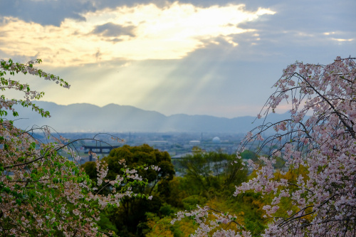 神々の山を望む春の特等席 〜大美和の杜展望台で出会う絶景桜〜の画像