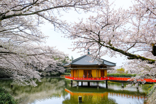 知恵の仏に見守られて咲く桜 〜安倍文殊院で過ごす春のひととき〜の画像