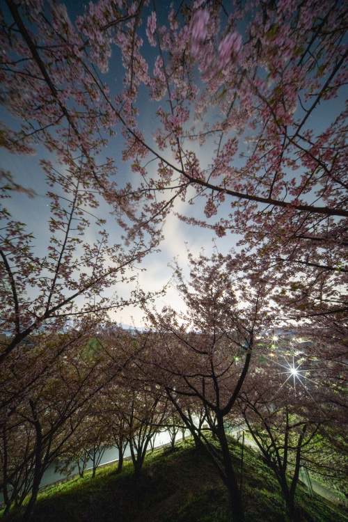 春の訪れを告げる丘の彩り 〜明日香村・河津桜の丘で早春の風景に包まれて〜の画像