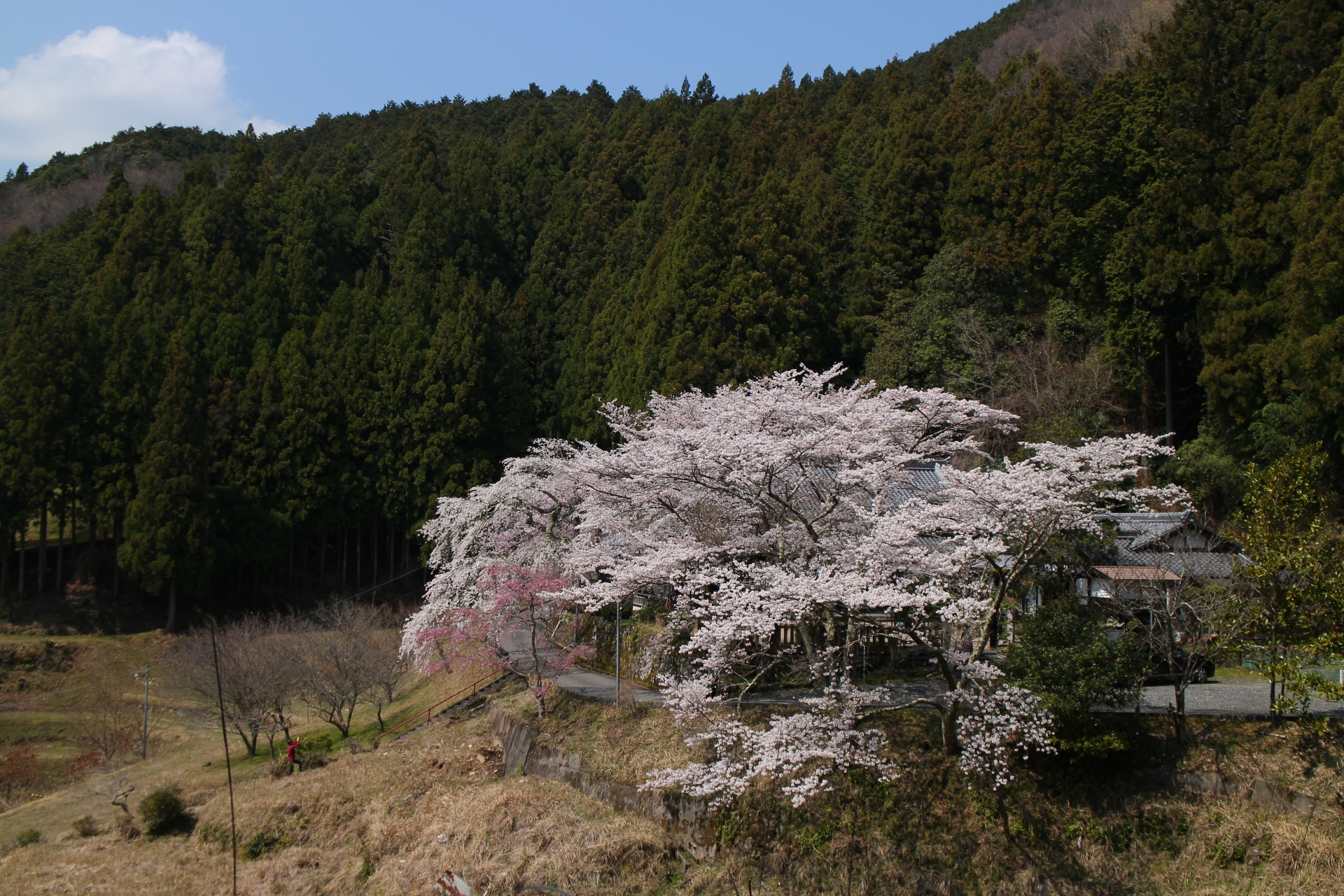静寂と彩りが調和する場所 〜悟真寺の桜に包まれる春の記憶〜の画像