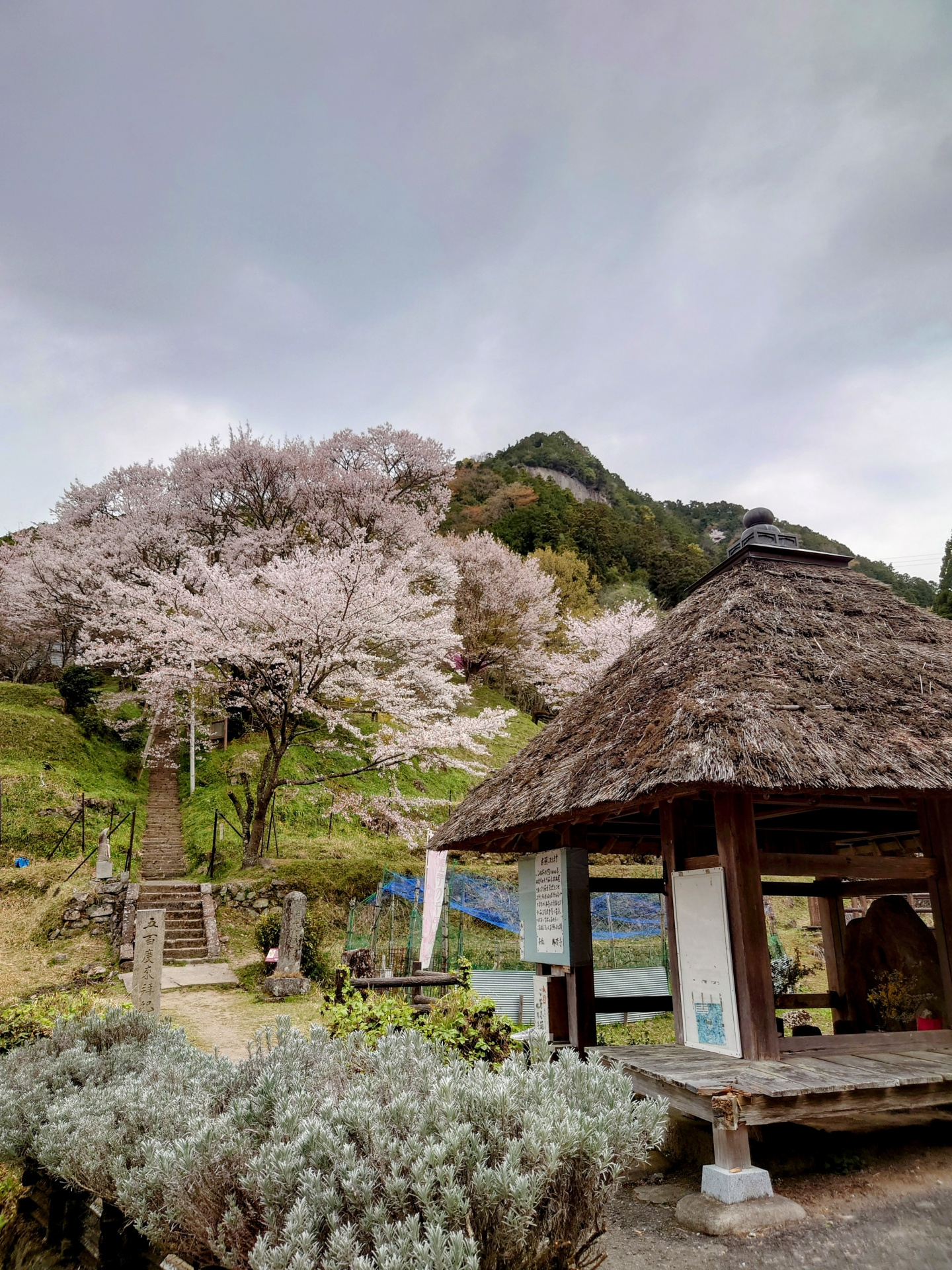 悠久の時を超えて咲き誇る命 ―佛隆寺の千年桜に魅せられて―の画像