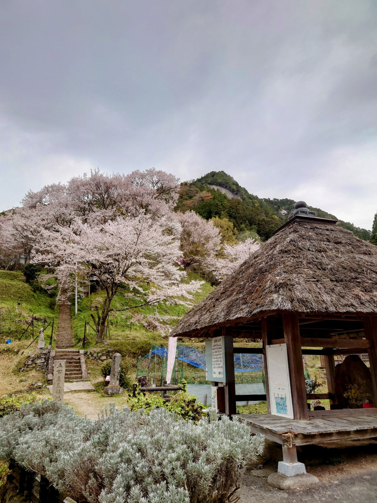 悠久の時を超えて咲き誇る命 ―佛隆寺の千年桜に魅せられて―の画像