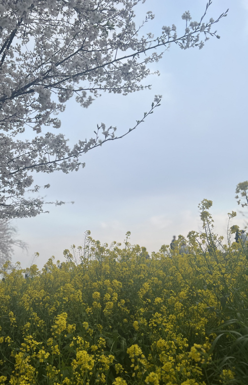 桜✿の画像