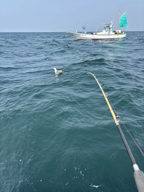 お魚初捌き！！の画像