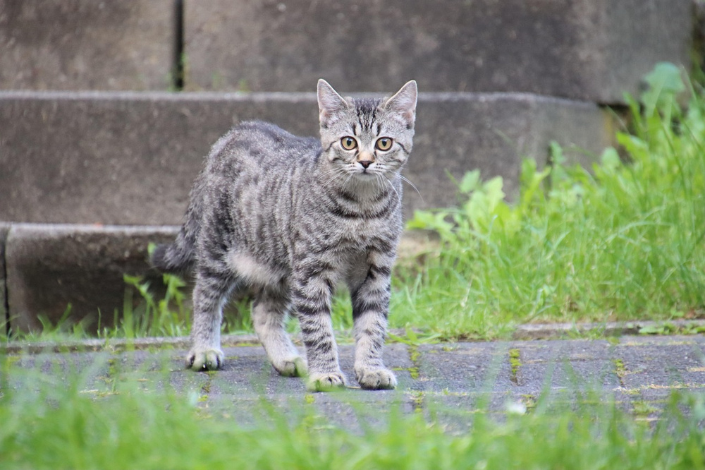 ペット飼育物件について！～名古屋 My賃貸～の画像