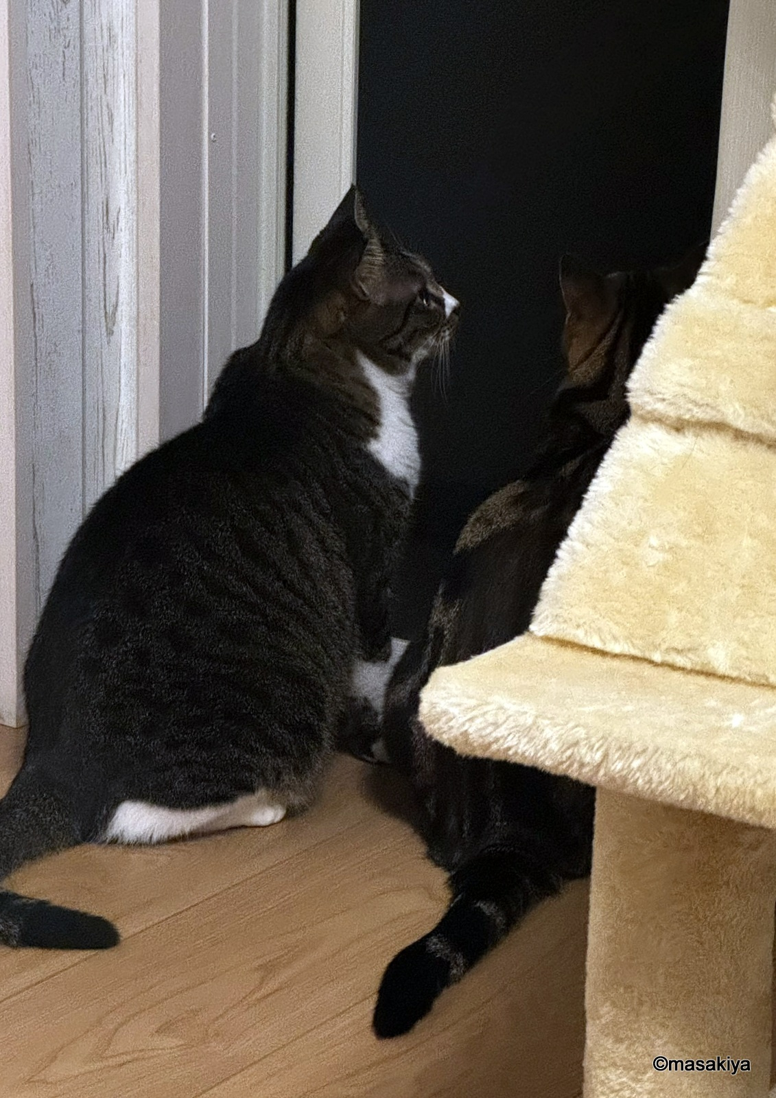 地震とネコの画像