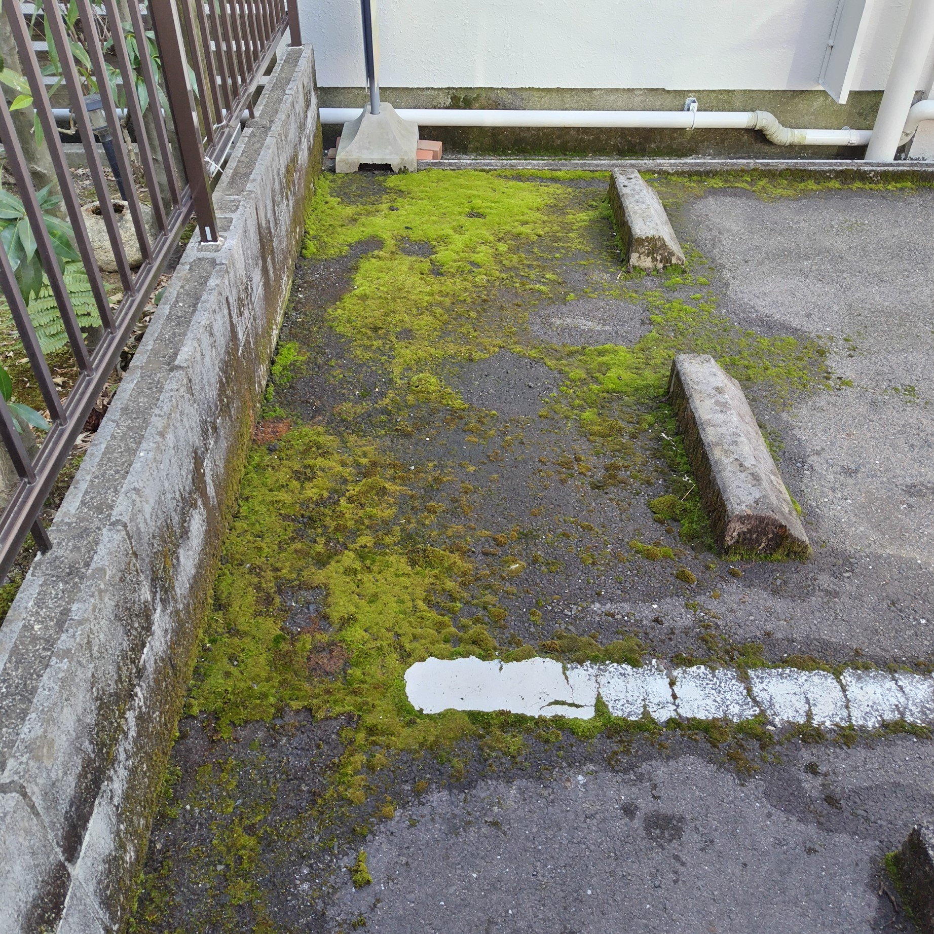 駐車場の苔除去プロジェクト - 簡単で効果的な方法の画像