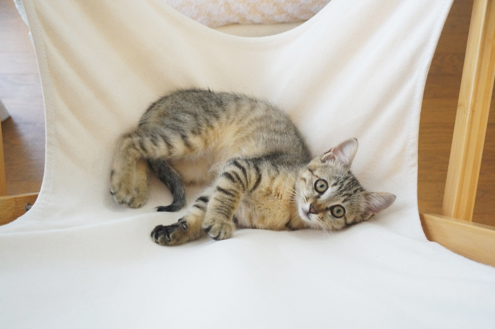 Vol.25  ペットを飼うならマンション？戸建？の画像