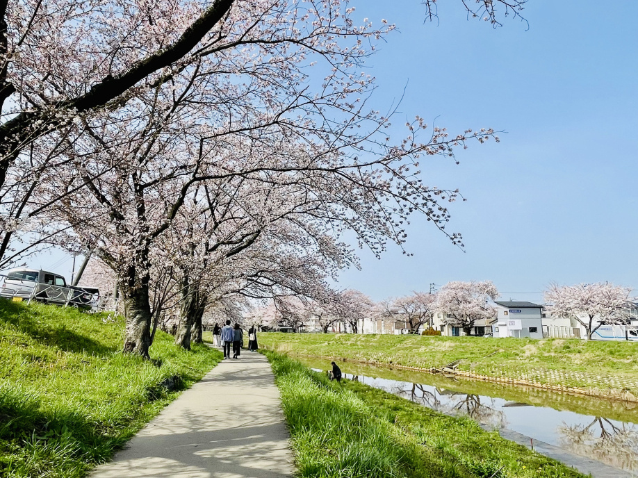 桜！の画像
