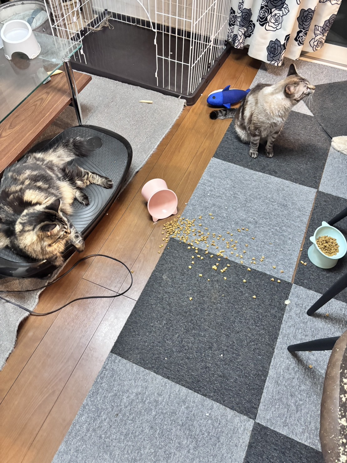 黒坂のネコネコ日記⑦の画像