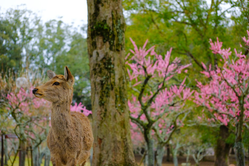 春の訪れを告げる、梅の楽園 ― 奈良・片岡梅林のやさしい時間の画像