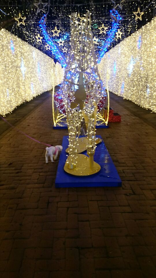 御殿場高原　イルミネーション