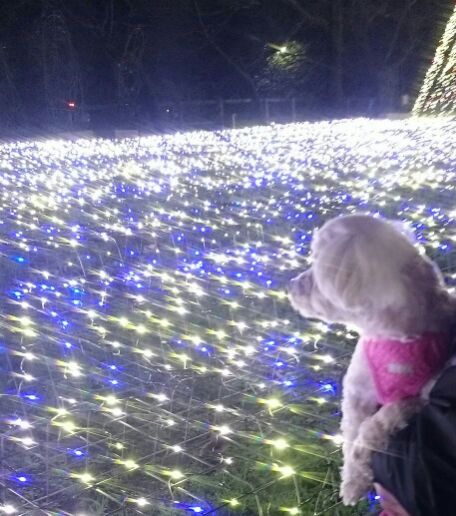 御殿場高原　イルミネーション　２