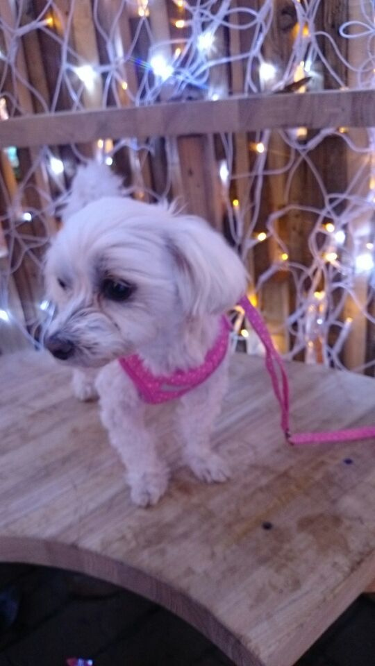 御殿場高原　イルミネーション　3