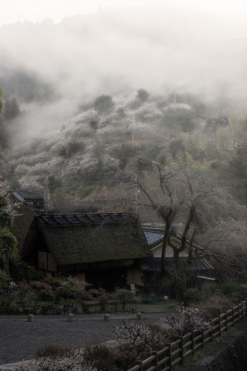 春の風が香る渓谷の楽園 ― 奈良・月ヶ瀬梅林で過ごす至福のひとときの画像