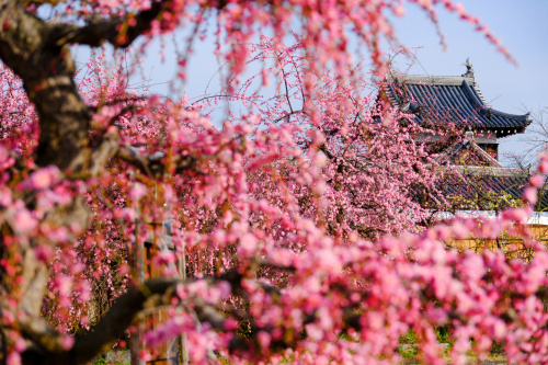 歴史香る城跡に咲く、春のしらべ ― 郡山城跡の梅物語の画像