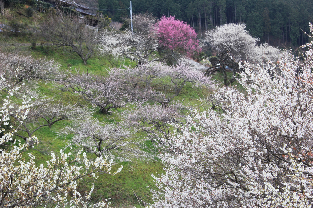 天空を彩る春の詩 ― 広橋梅林で出会う梅の絶景の画像