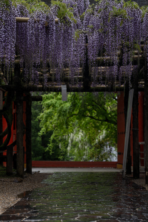 藤のカーテンに包まれて ― 春日大社が魅せる紫の奇跡の画像