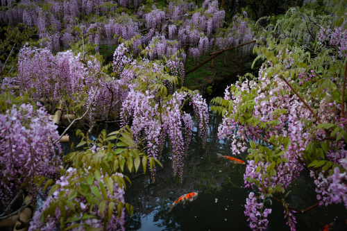 藤香る萬葉の庭 ― 奈良・萬葉植物園で過ごす春のひとときの画像