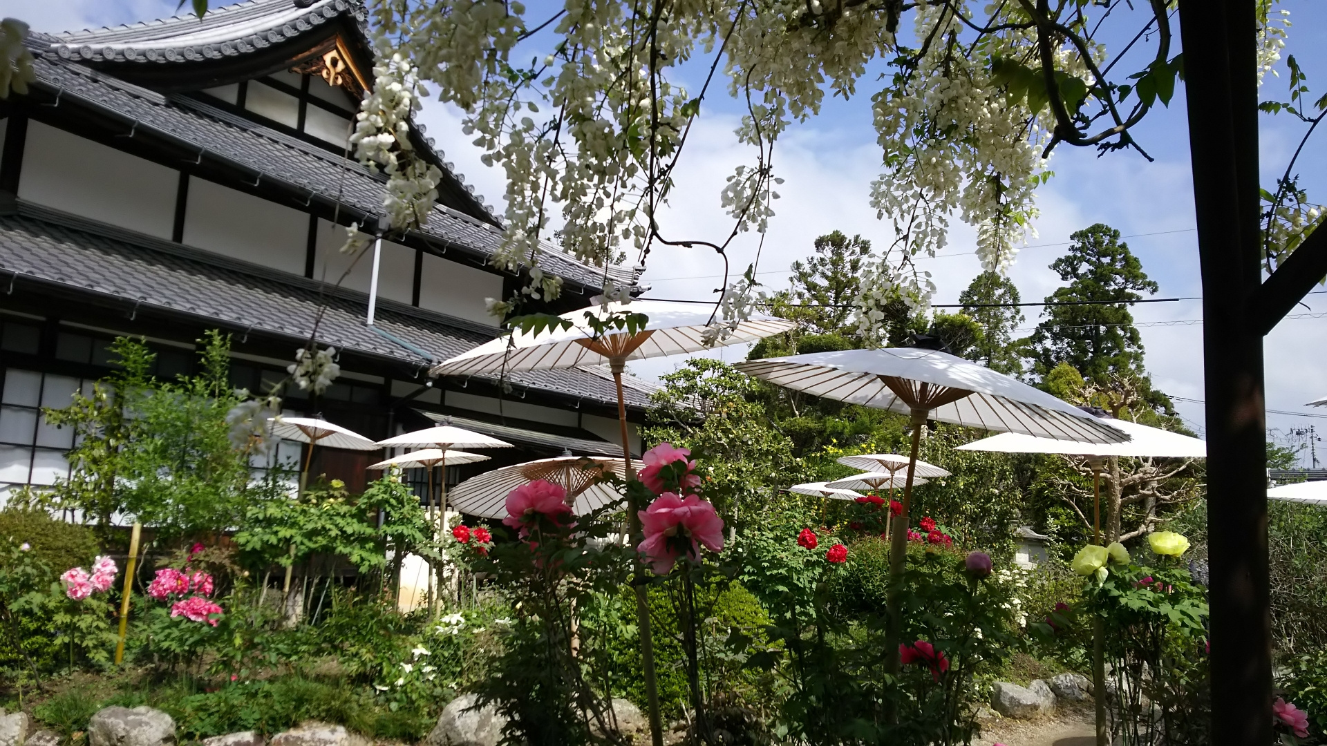 千年の紫、静寂に揺れて ― 当麻寺の藤が紡ぐ春の物語の画像