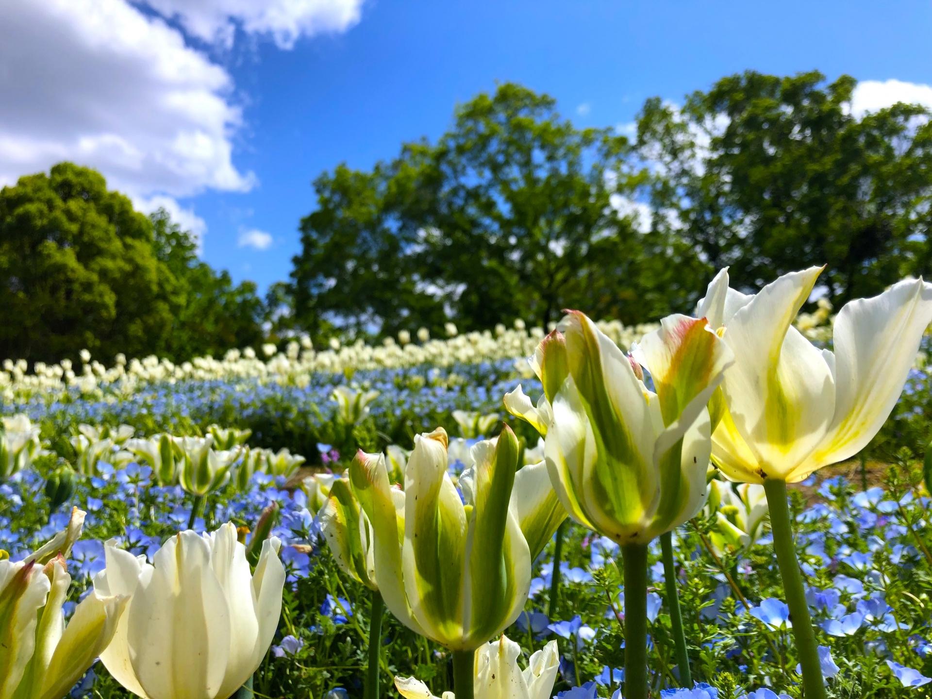 青に包まれる春の奇跡 ― 馬見丘陵公園のネモフィラがくれる優しい時間の画像