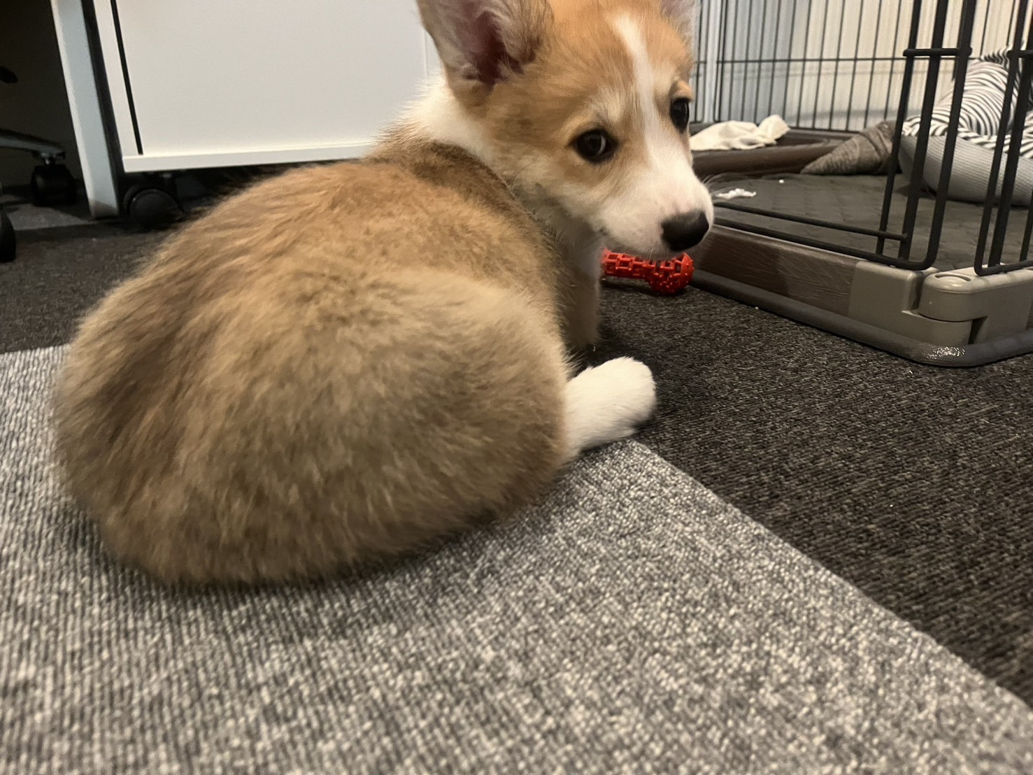 新・実家の犬の画像