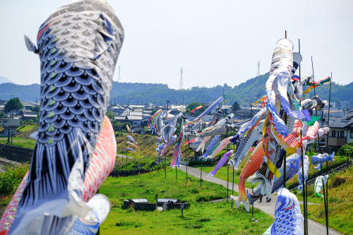 春風に踊る、五條の空の風物詩 ― 吉野川のこいのぼりの画像