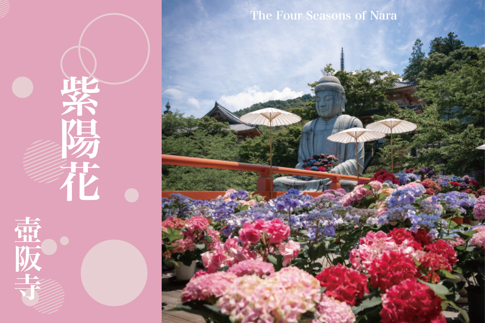 高取町・壷阪寺で出会う、初夏の癒し風景の画像