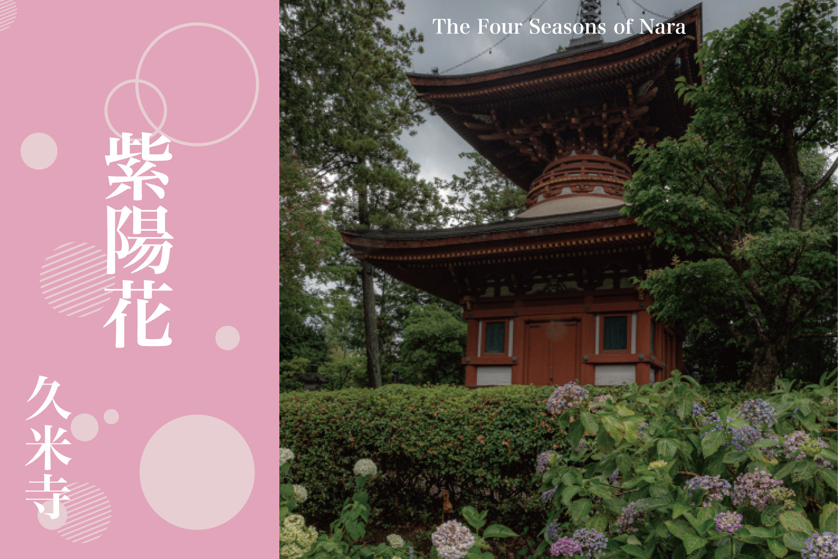 久米寺の紫陽花が教えてくれる、やさしい時間の流れの画像