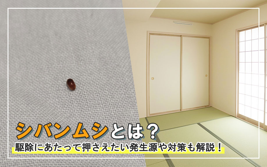 シバンムシとは？駆除にあたって押さえたい発生源や対策も解説！