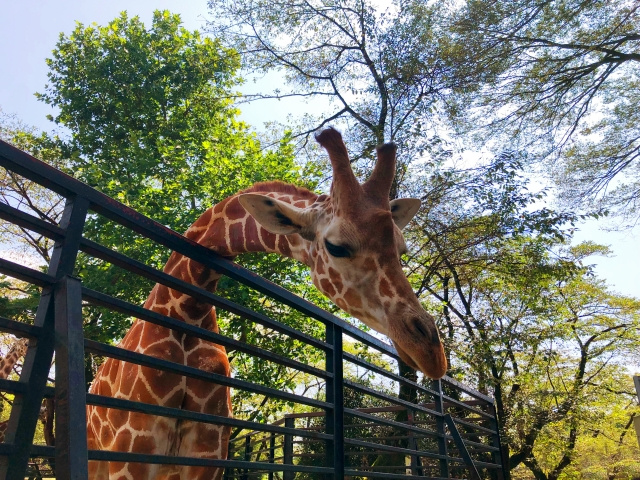「宇都宮動物園」の概要について