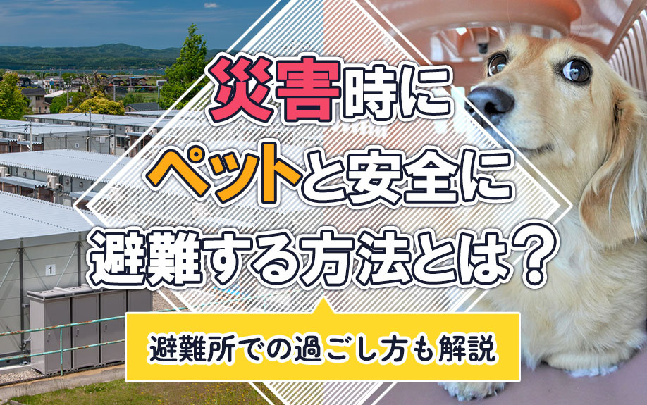 災害時にペットと安全に避難する方法とは？避難所での過ごし方も解説の画像