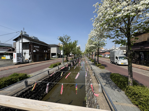 熊谷星川の鯉のぼり！の画像