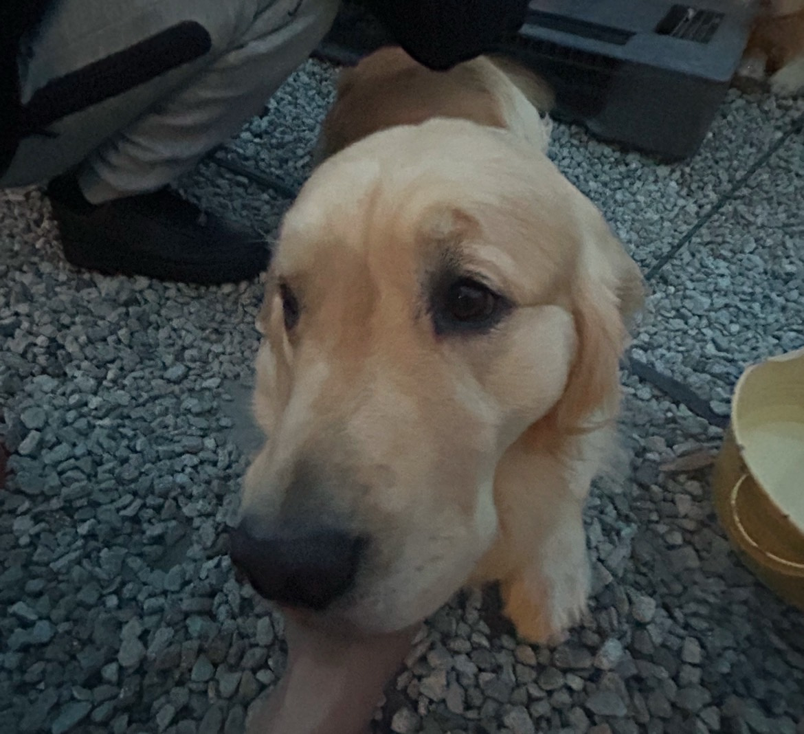 淡路島(^^♪の画像