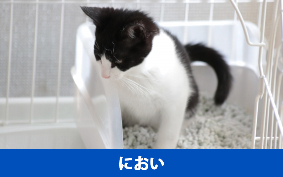 賃貸物件で猫を飼うときのにおい対策