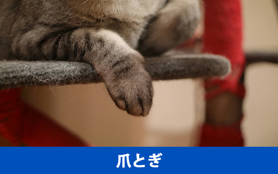 賃貸物件で猫を飼うときの爪とぎ対策
