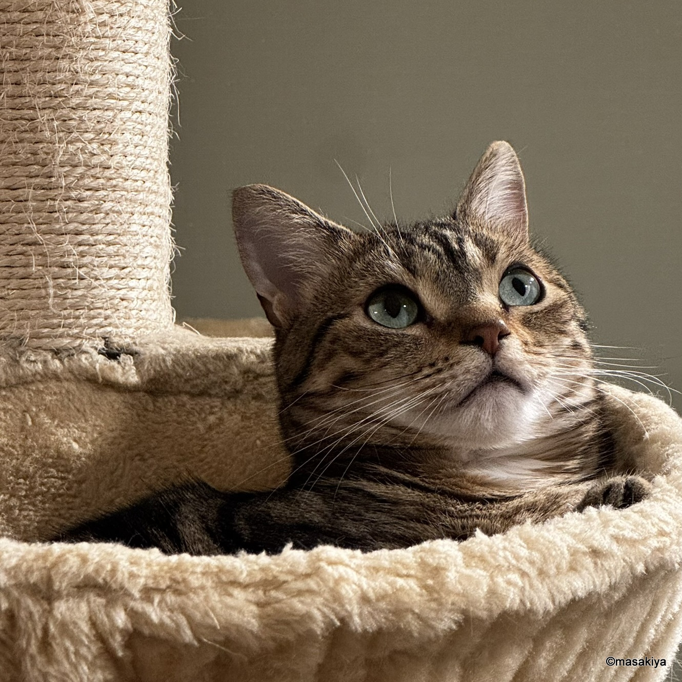 健康的なネコの画像