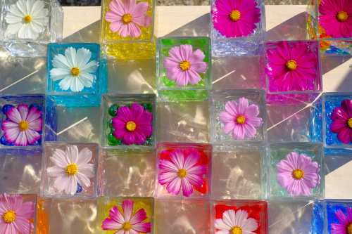 “花の寺”で出会う秋の奇跡―般若寺のコスモス咲き誇る風景の画像