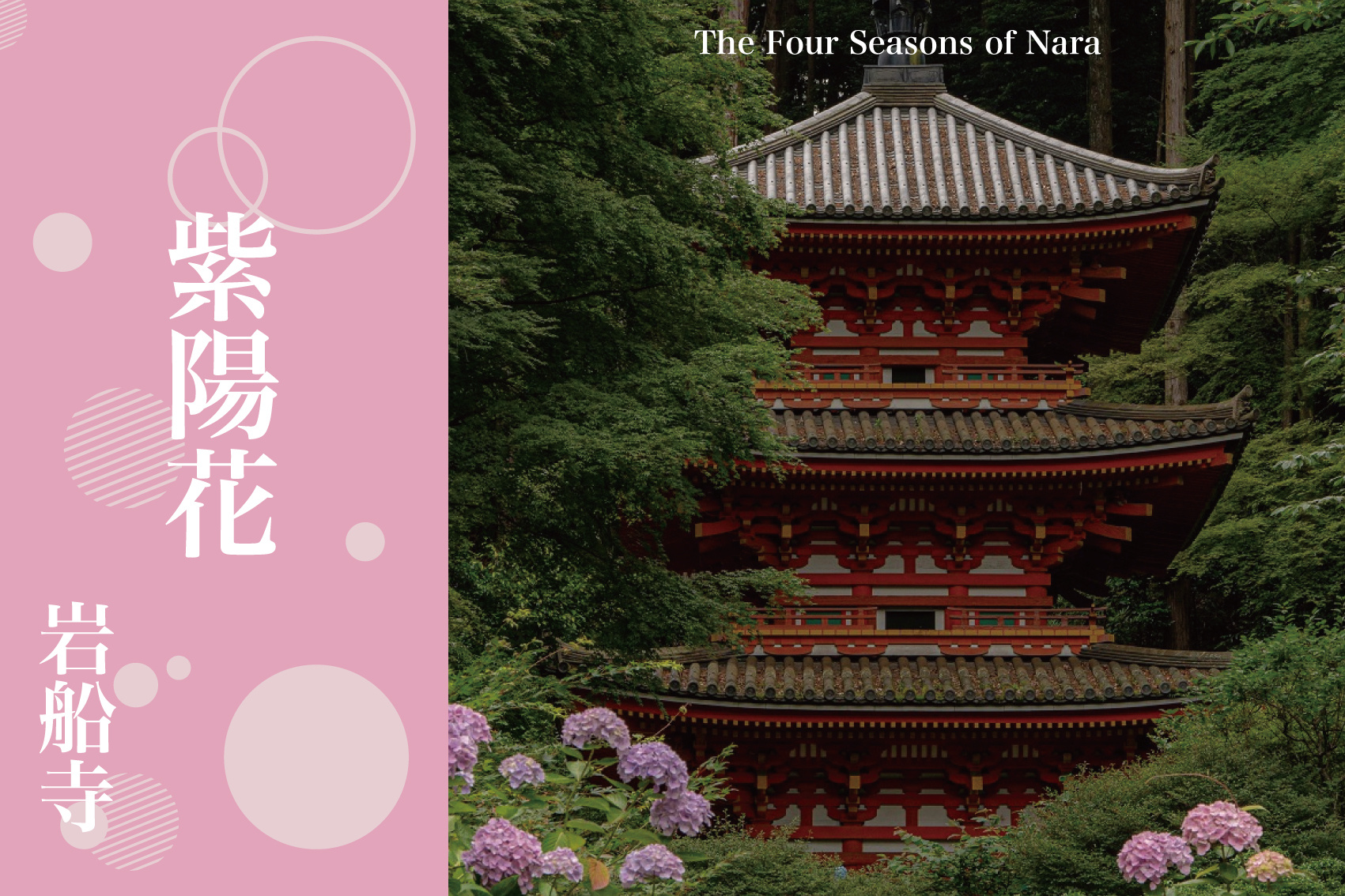 京都・岩船寺で出会う初夏の彩りの画像