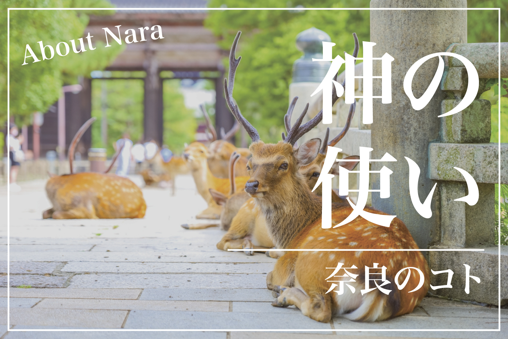 奈良の鹿はいま何頭いる？神の使いと共に歩む町のリアルの画像