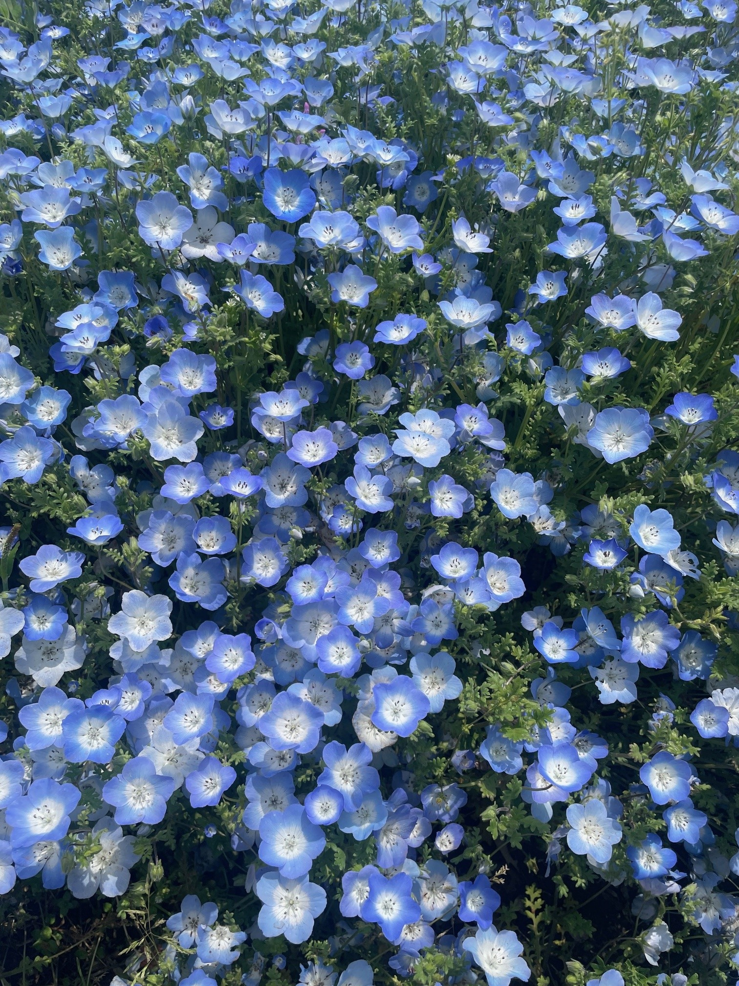 ひたちなか海浜公園への画像