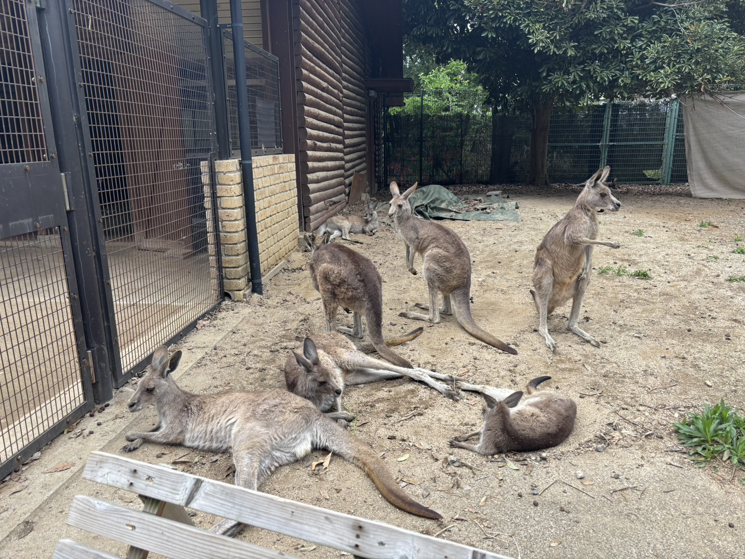 ZOO！の画像