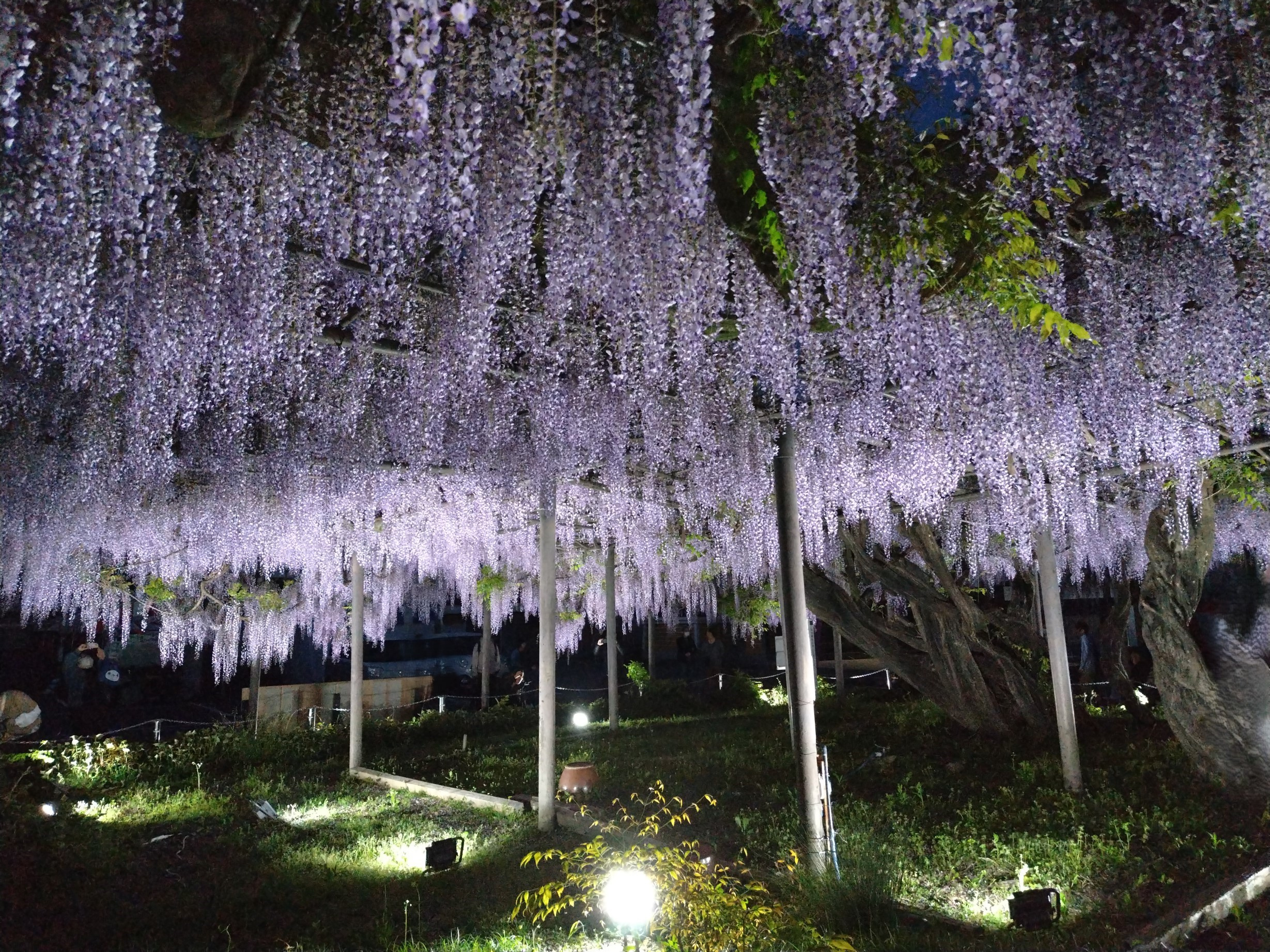 優雅な香りと光の饗宴～竹鼻別院で感じたフジの魅力～の画像