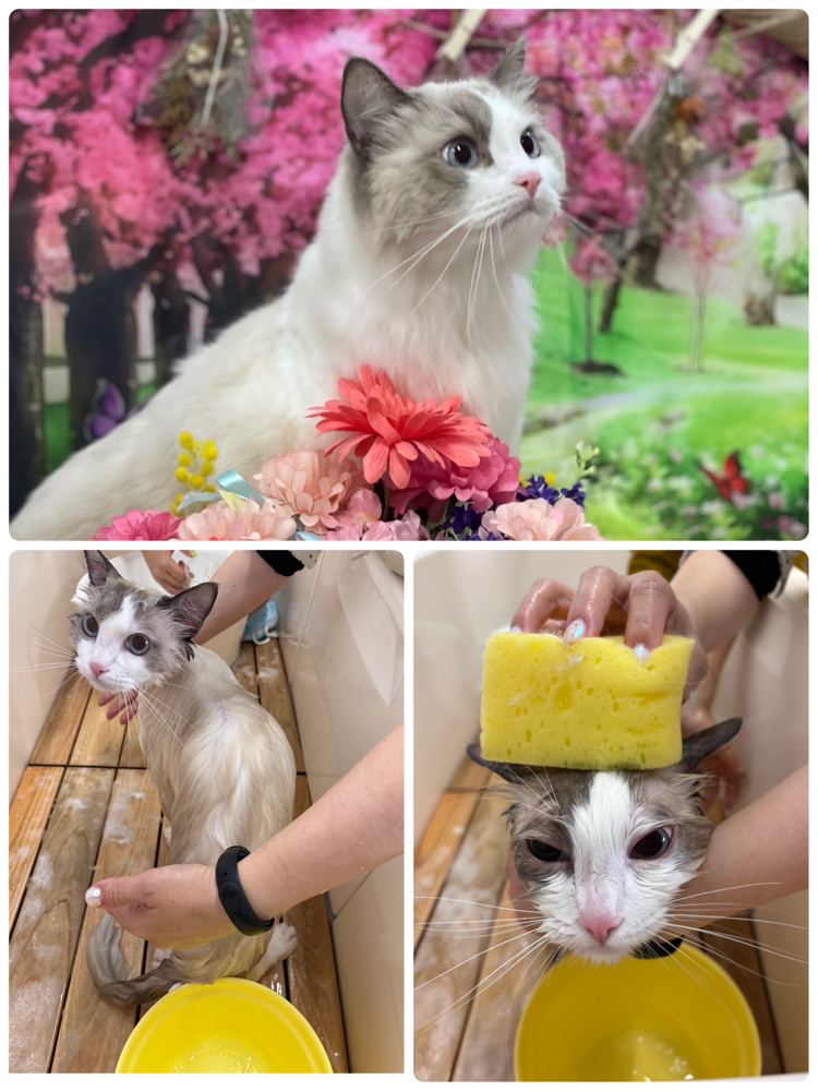 ペットサロンでシャンプーの画像