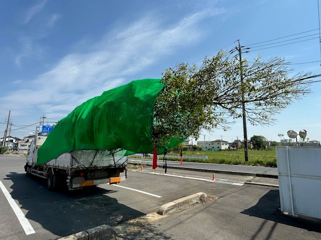 【愛西市不動産売却】樹木の画像