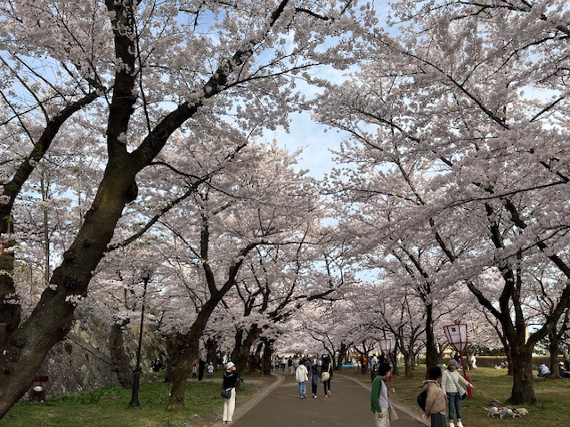 桜の画像