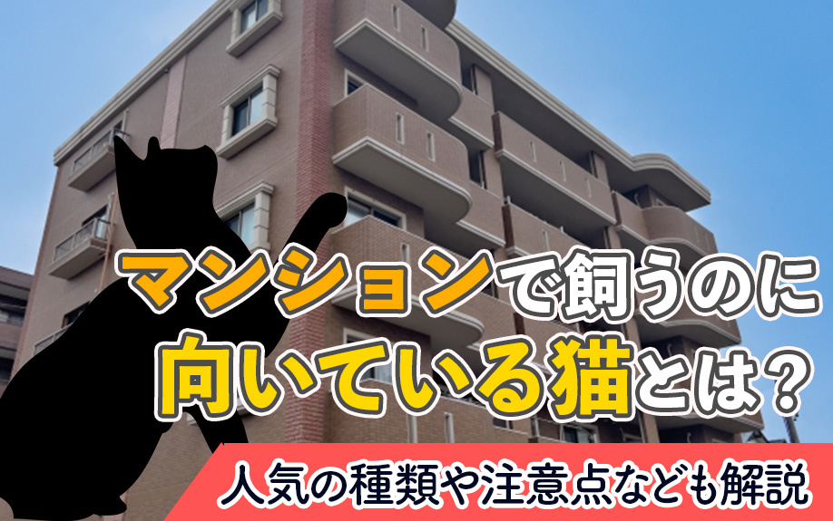 マンションで飼うのに向いている猫とは？人気の種類や注意点なども解説の画像